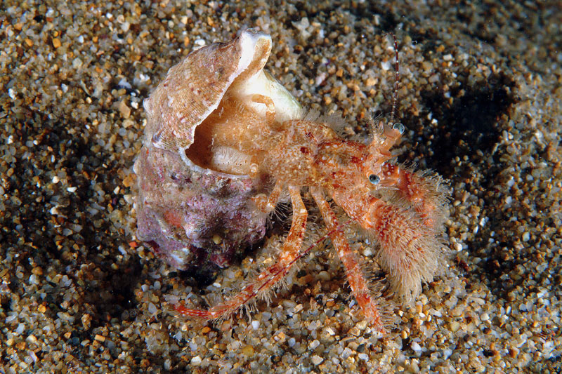 Pagurus cuanensis